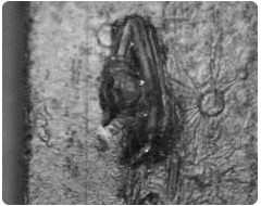 About Image